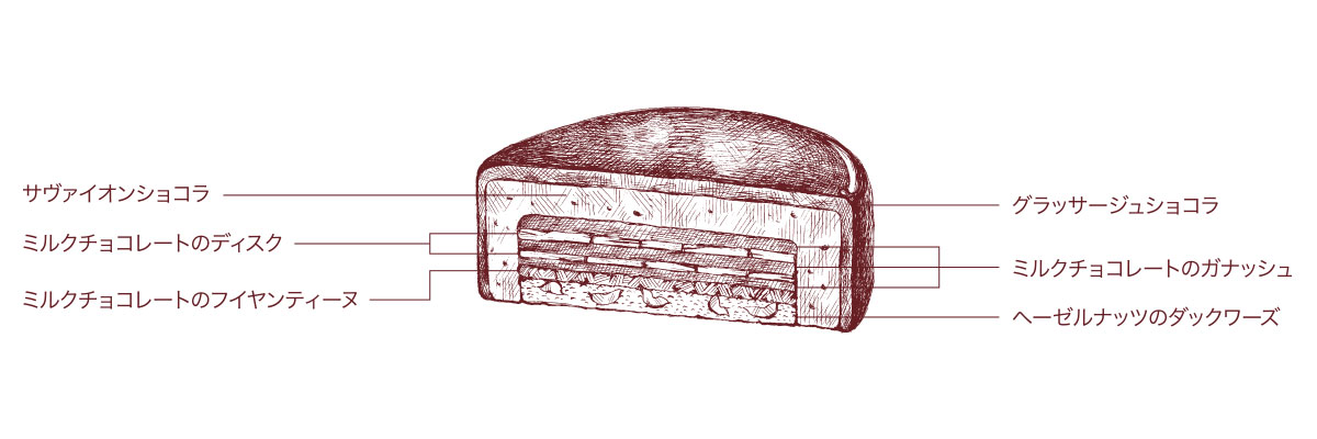 ディクチュオール 断面図